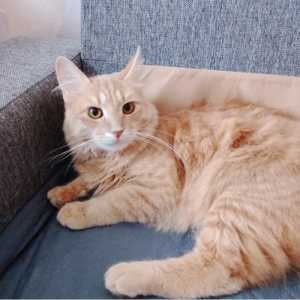 Котенок