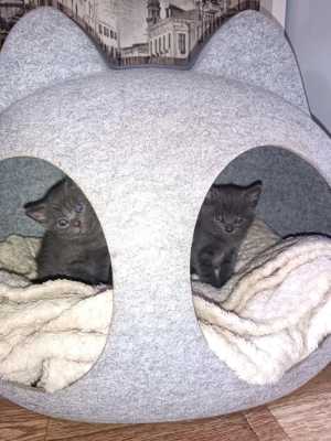 Котёнок