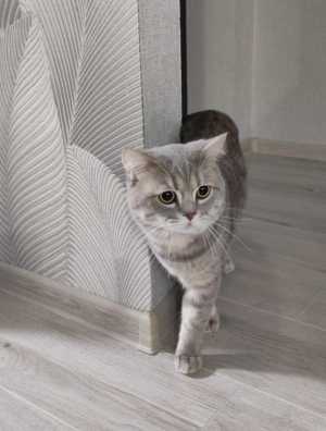 Шотландский кот. Вязка.