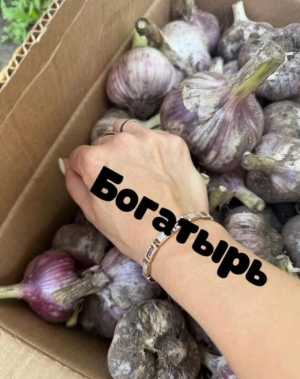 Чеснок