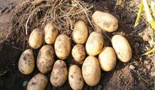 Продам картофель домашний