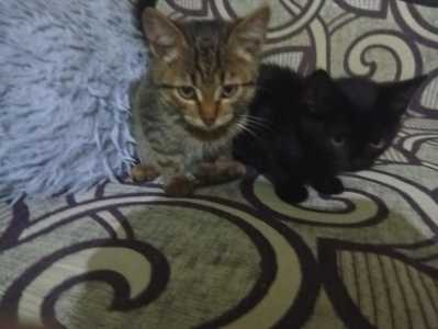 Красивые котята