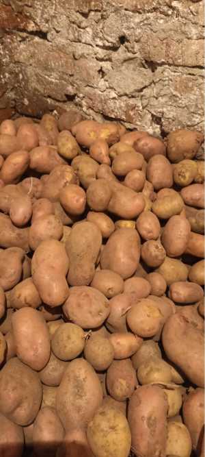 Продам картофель