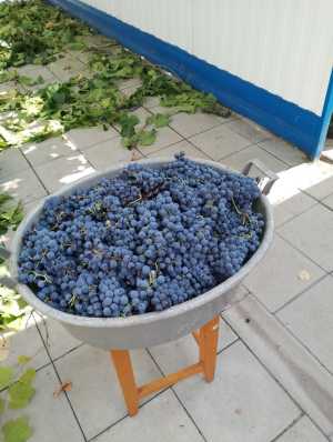 Виноград