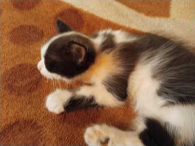 Отдам котят в хорошие руки