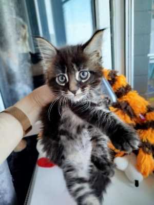Котёнок мейн-кун