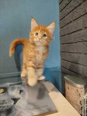 Котёнок мейн-кун