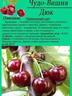 Продам саженец черевишня(дюк)