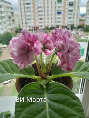 Глоксинии