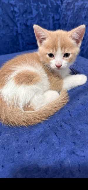 Котенок