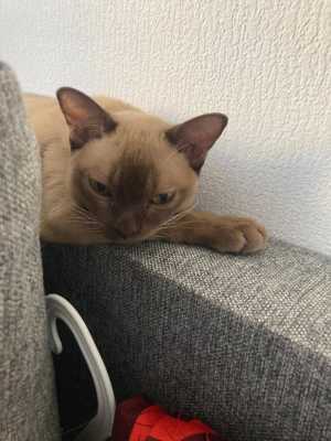 Бурманский кот