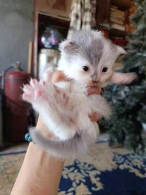 маленькие котята