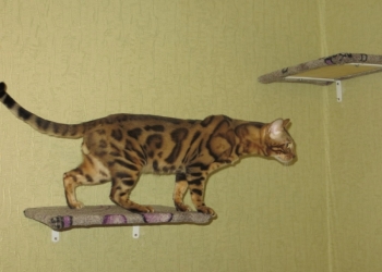 Передержка кошек