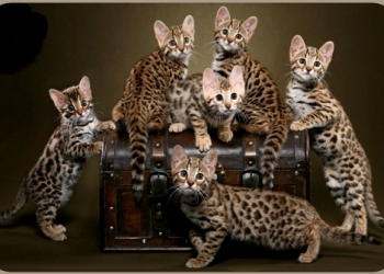 Передержка кошек