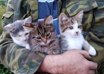 Отдаю котят