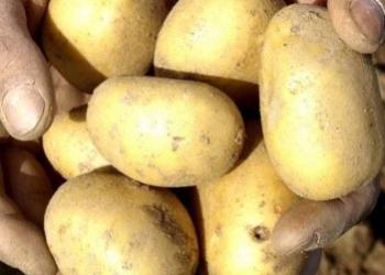 Картофель