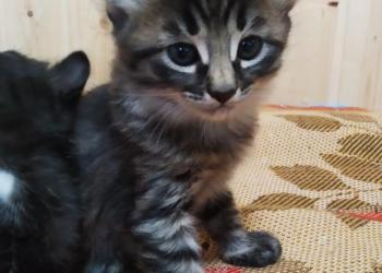 Котята 1месяц