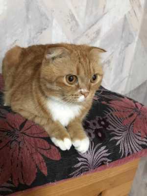 Шотландский кот 2 года