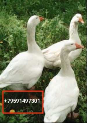 Продам