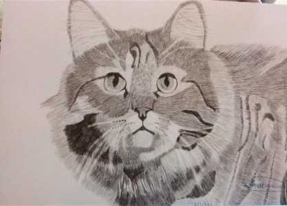 Рисунок кота