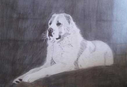 Рисунок Алабай