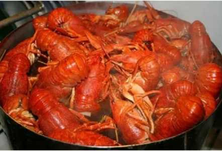 Раки Живые