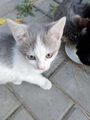 Котята в добрые руки даром