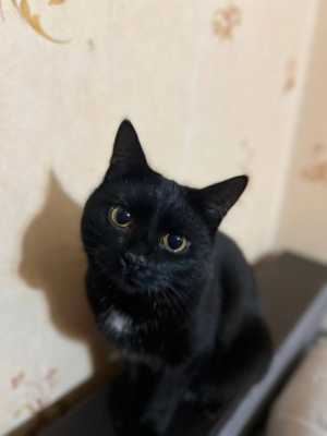Королевский кот