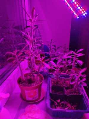 Адениума, отдам