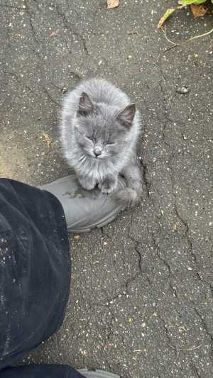 Котенок в добрые руки