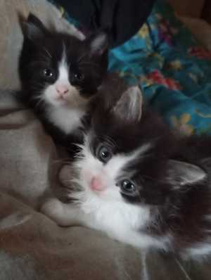 Котики