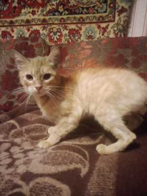 Кот