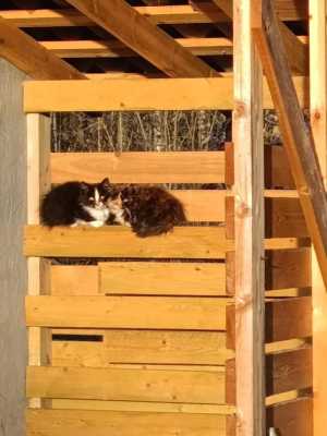 котёнок