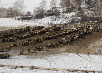 марал.олень