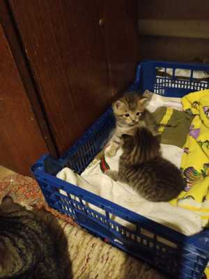 Котёнок мальчик