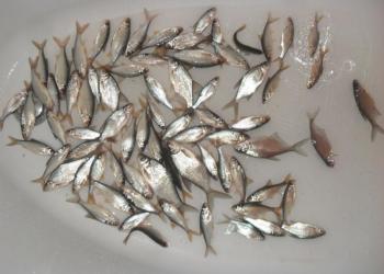 Живец карась