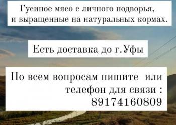 Гусь,индюшки