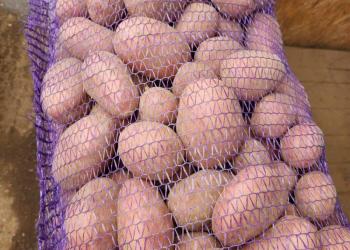 Продам картофель хороших сортов .