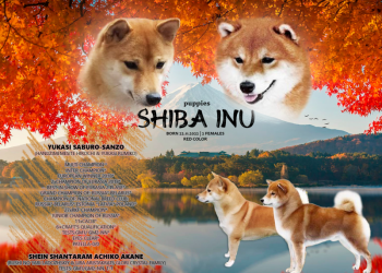 Щенки сиба ину
