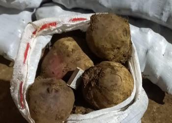 Свёкла столовая