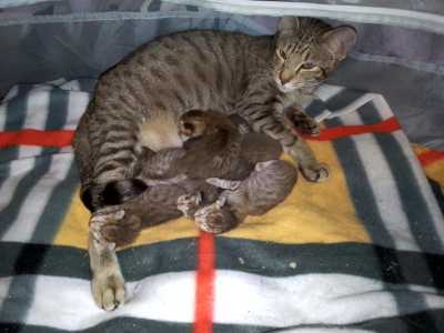Ориентальные котята