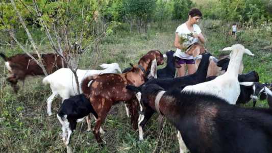 Продажа нубийских коз