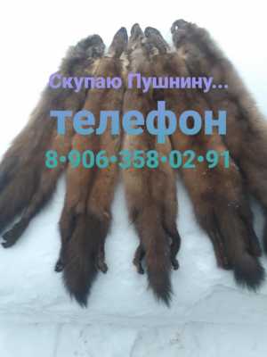 Шкурки куницы