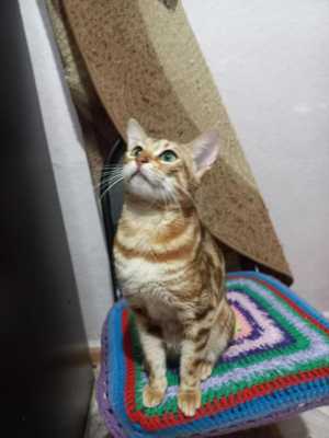 Бенгальские котята