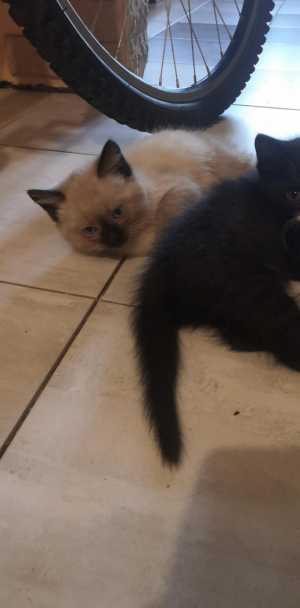 Отдам котят в хорошие руки