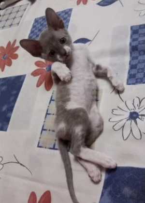 Лиловый котёнок