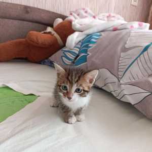 Котёнок