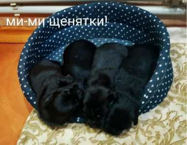 Щенки в добрые руки