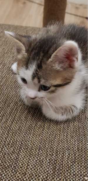 Котята