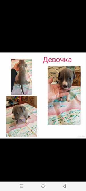 Щенки Стаффорда